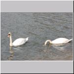 Cygnus olor - Hoeckerschwan 01.jpg